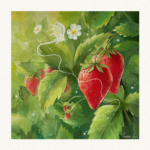Secret Strawberry Patch